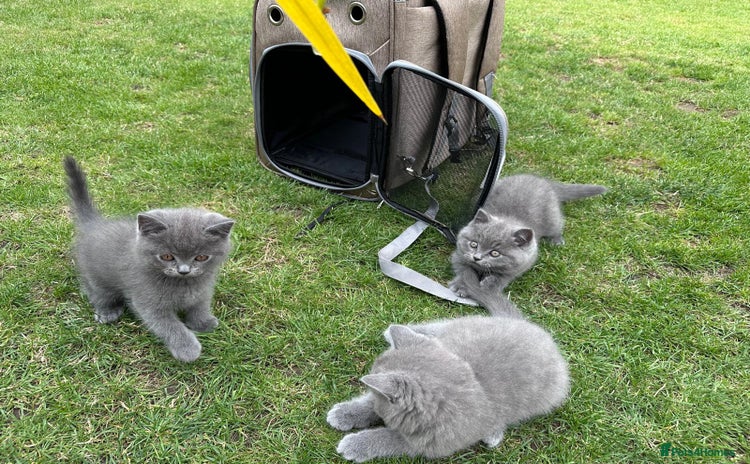 British Shorthair cats - Advert 4