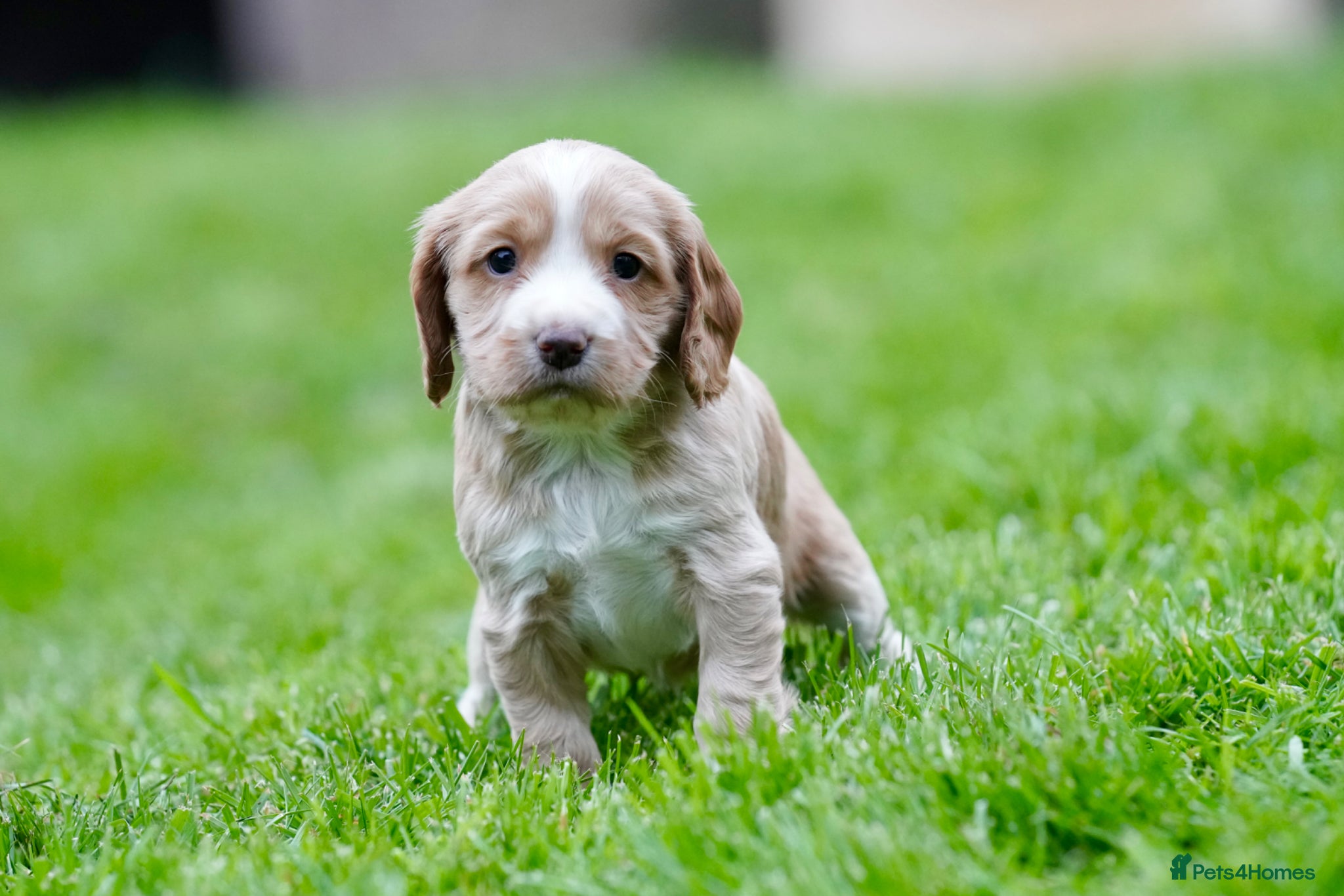 Sprocker dogs Beautiful working Sprocker puppies for sale - Advert 1