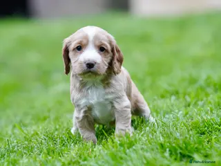 Sprocker dogs Beautiful working Sprocker puppies for sale - Advert 1