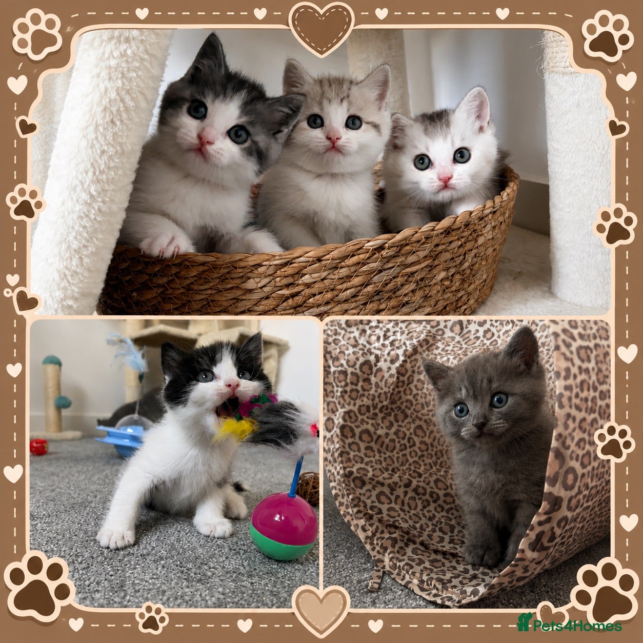British Shorthair cats Beautiful British Shorthair Male Kittens 🐾 - Advert 2