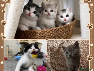 British Shorthair cats Beautiful British Shorthair Male Kittens 🐾 - Advert 5