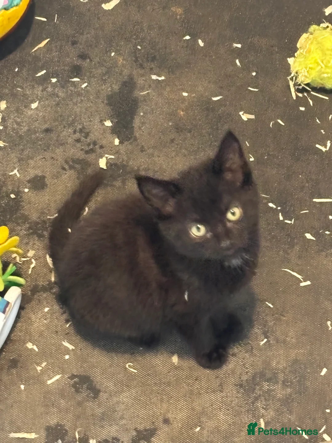Mixed Breed cats for sale: Beautiful kittens ready to go - Advert 2