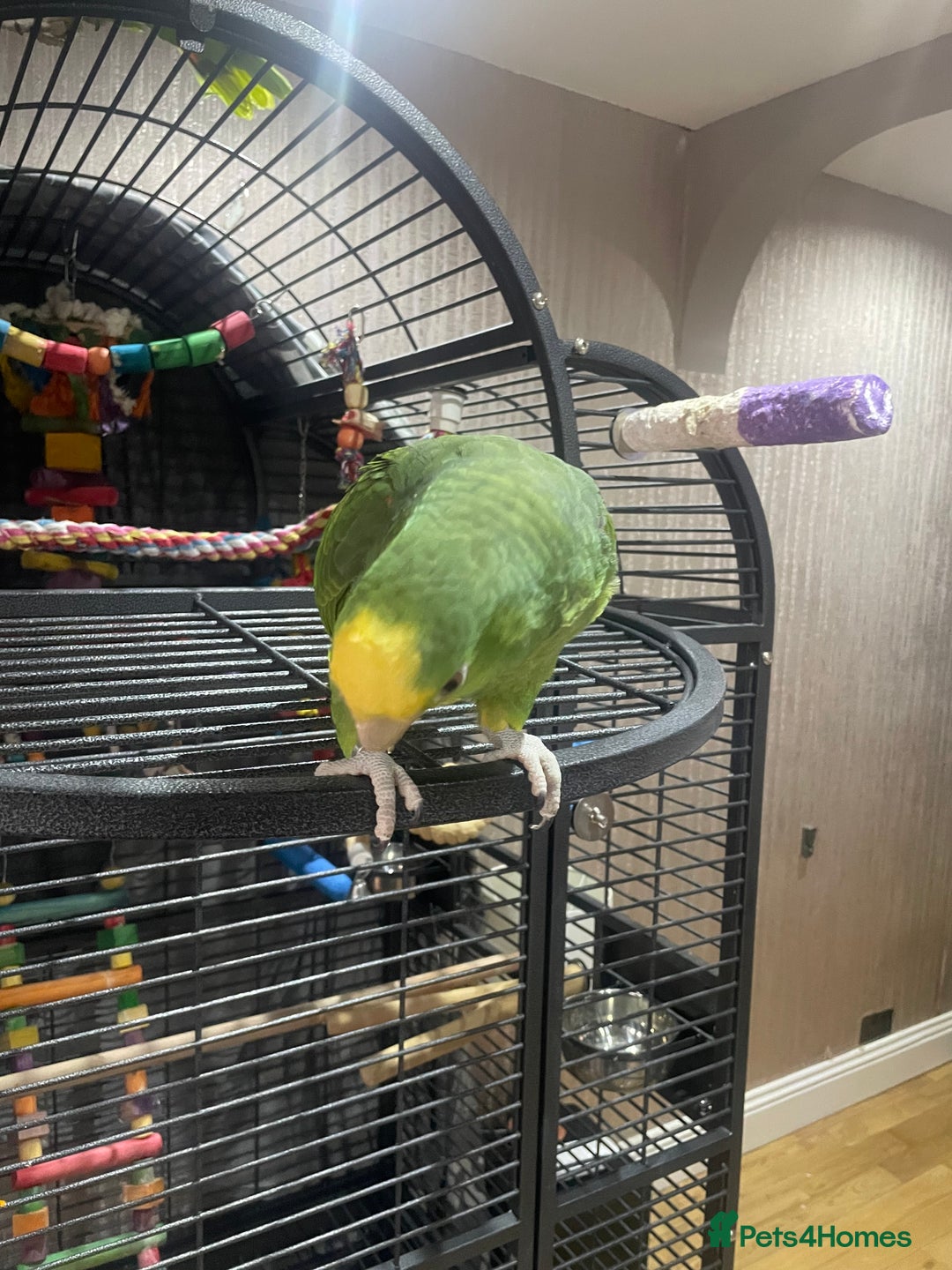 Parrots birds for sale: DYH double yellow headed Amazon parrots - Advert 9
