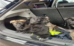 German Shepherd dogs for sale: READY NOW CZECH LINE GERMAN SHEPHERD PUPPIES!! - Image 4