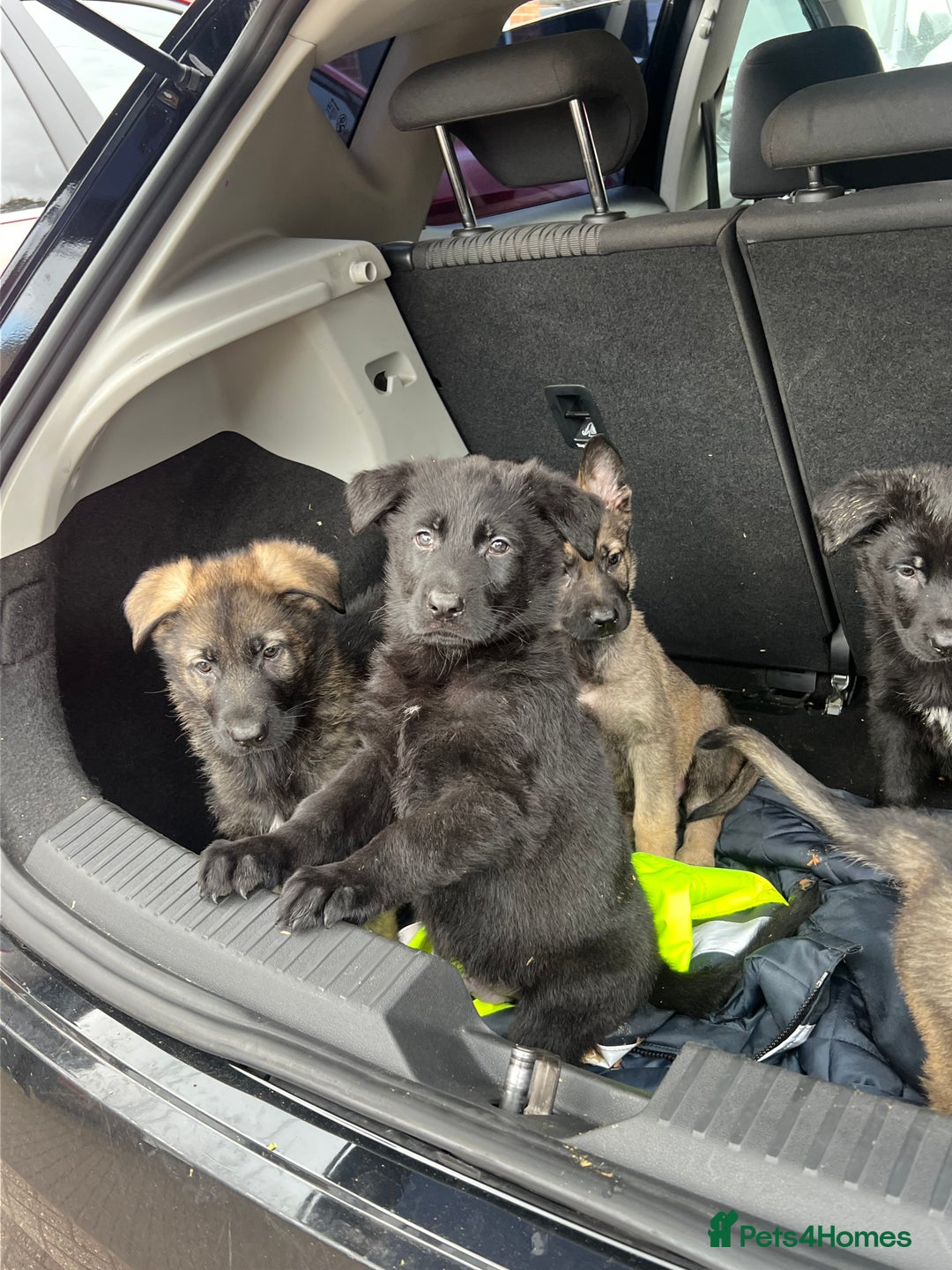 German Shepherd dogs for sale: READY NOW CZECH LINE GERMAN SHEPHERD PUPPIES!! - Image 4