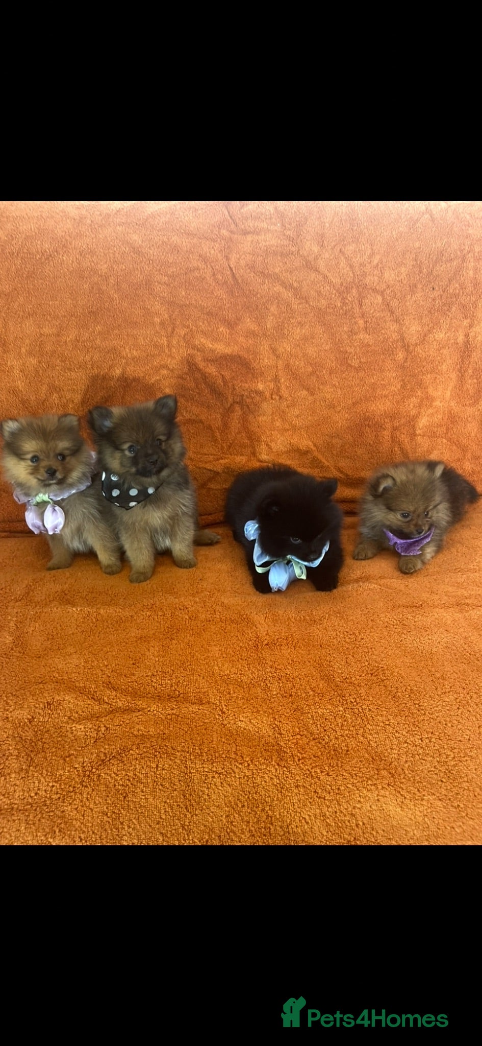 Pomeranian dogs Pomeranian  - Advert 2