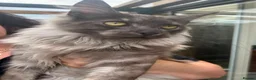 Maine Coon cats for sale: Smoke kitten 5 months old - Advert 1