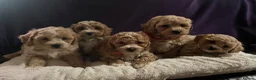 Cavapoochon dogs for sale: Cavapoochon puppies  - Advert 15