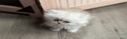 Persian cats for sale: Re listed due to timewaster persian grey kitten,  - Advert 5