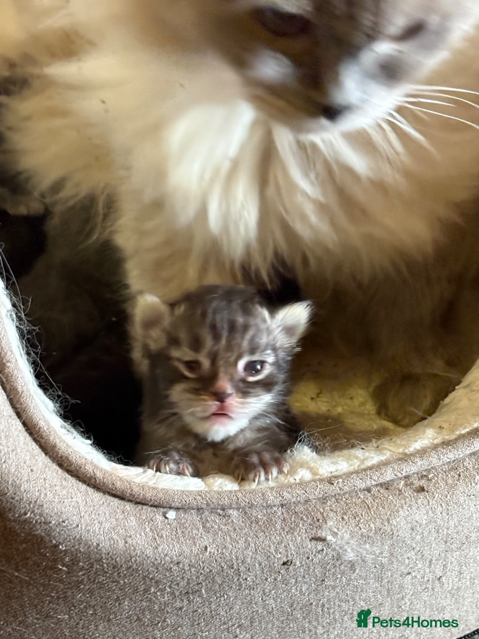 Ragcoon Kitten 5