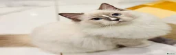 Ragdoll cats for sale: 🩵✨ STUNNING GCCF REGISTERED RAGDOLL GIRLS - Advert 15