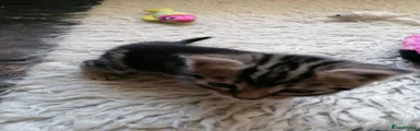 Mixed Breed 3