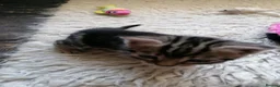 Mixed Breed cats for sale: Beautiful kittens  - Advert 2
