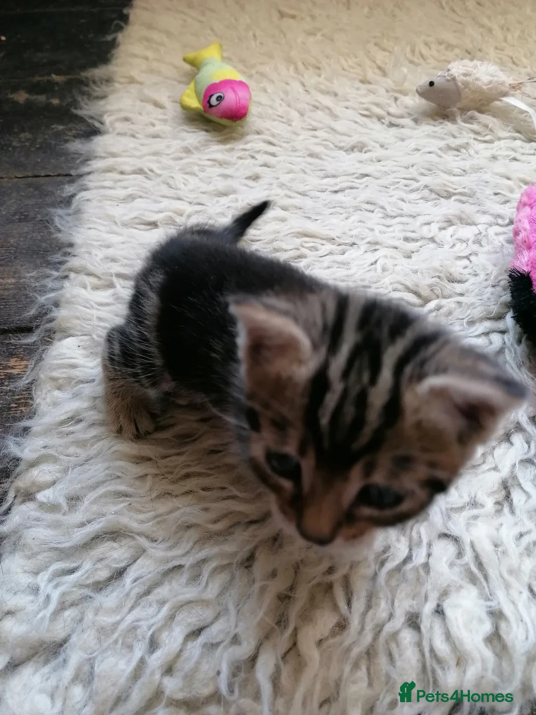 Mixed Breed cats for sale: Beautiful kittens  - Advert 2
