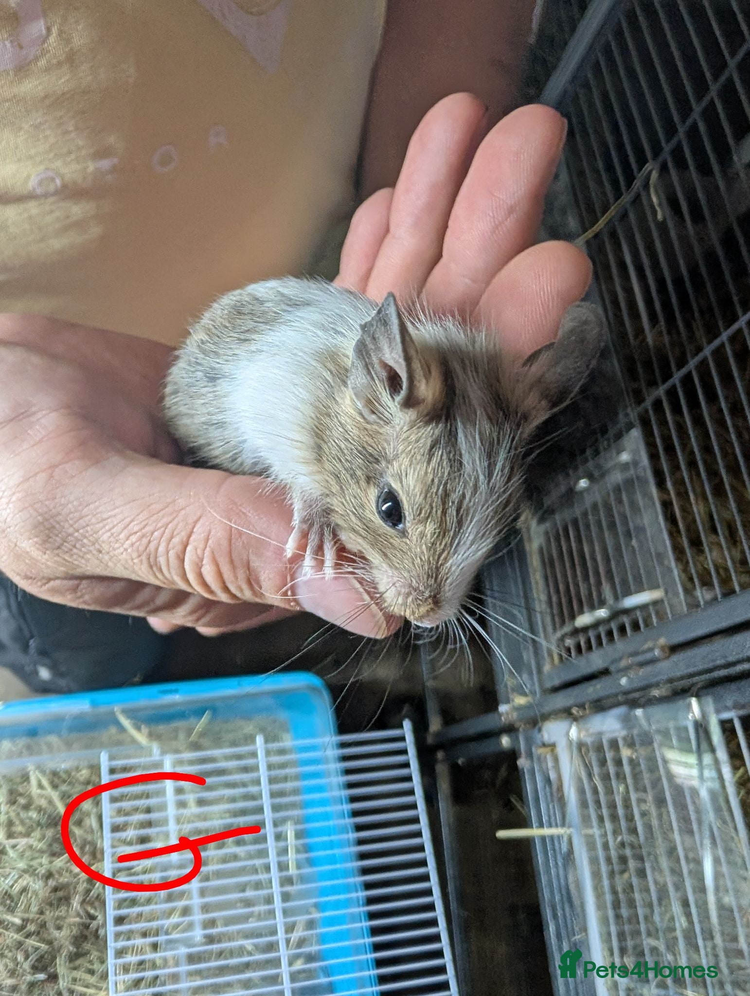 Degus rodents Lovely Degus ready for their forever homes - Advert 2
