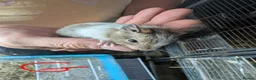 Degus rodents for sale: Lovely Degus ready for their forever homes - Advert 2