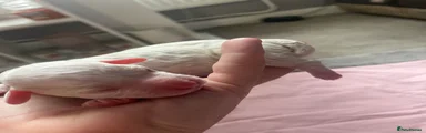 Cockapoo 2