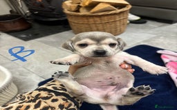 Chiweenie dogs for sale: CHIWEENIE PUPS READY 10TH NOVEMBER  - Image 19