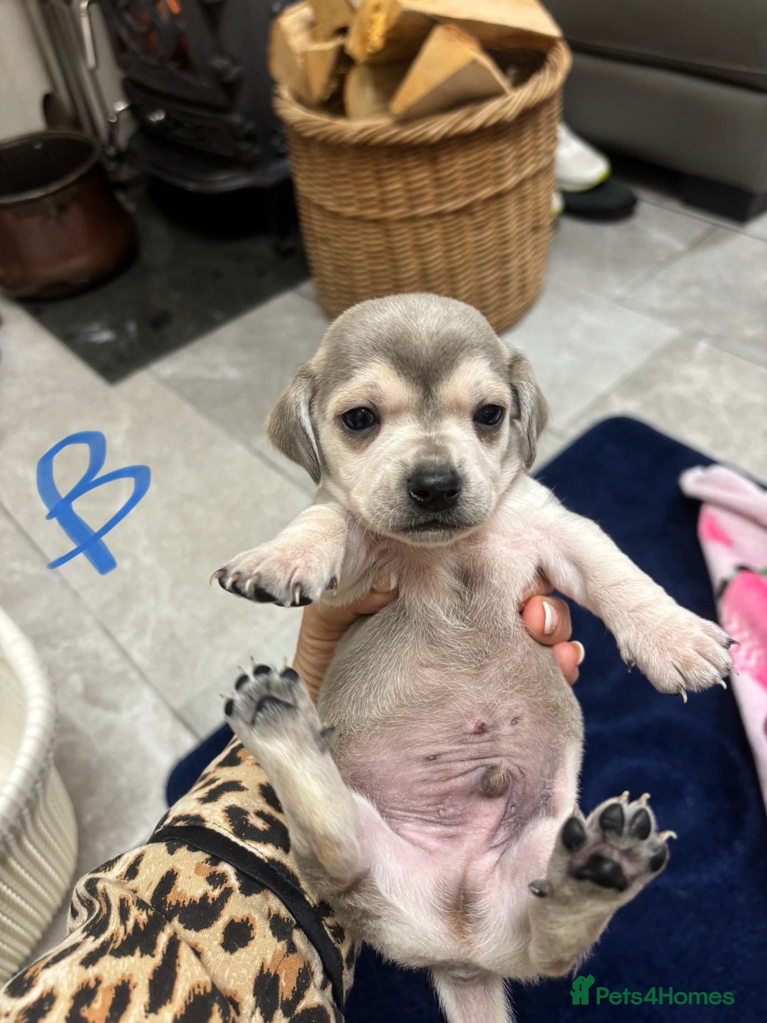 Chiweenie dogs for sale: CHIWEENIE PUPS READY 10TH NOVEMBER  - Image 19