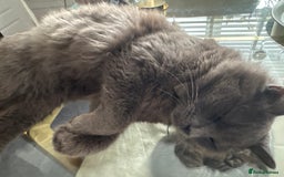 Maine Coon cats for sale: Mainecoone/british shorthair  - Image 3