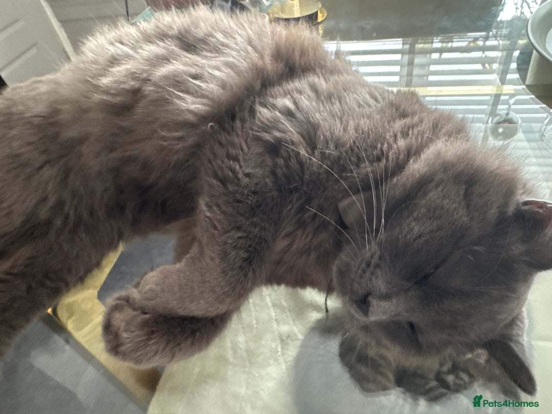 Maine Coon cats for sale: Mainecoone/british shorthair  - Image 3
