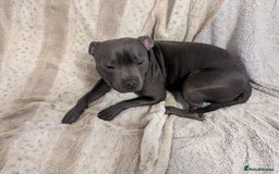 Staffordshire Bull Terrier dogs for sale: Blue staff for sale  - Image 11