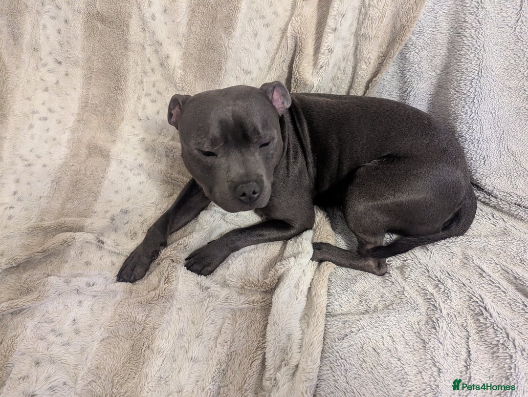 Staffordshire Bull Terrier dogs for sale: Blue staff for sale  - Image 11