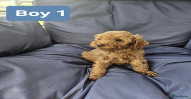 Cavapoo dogs - Advert 5