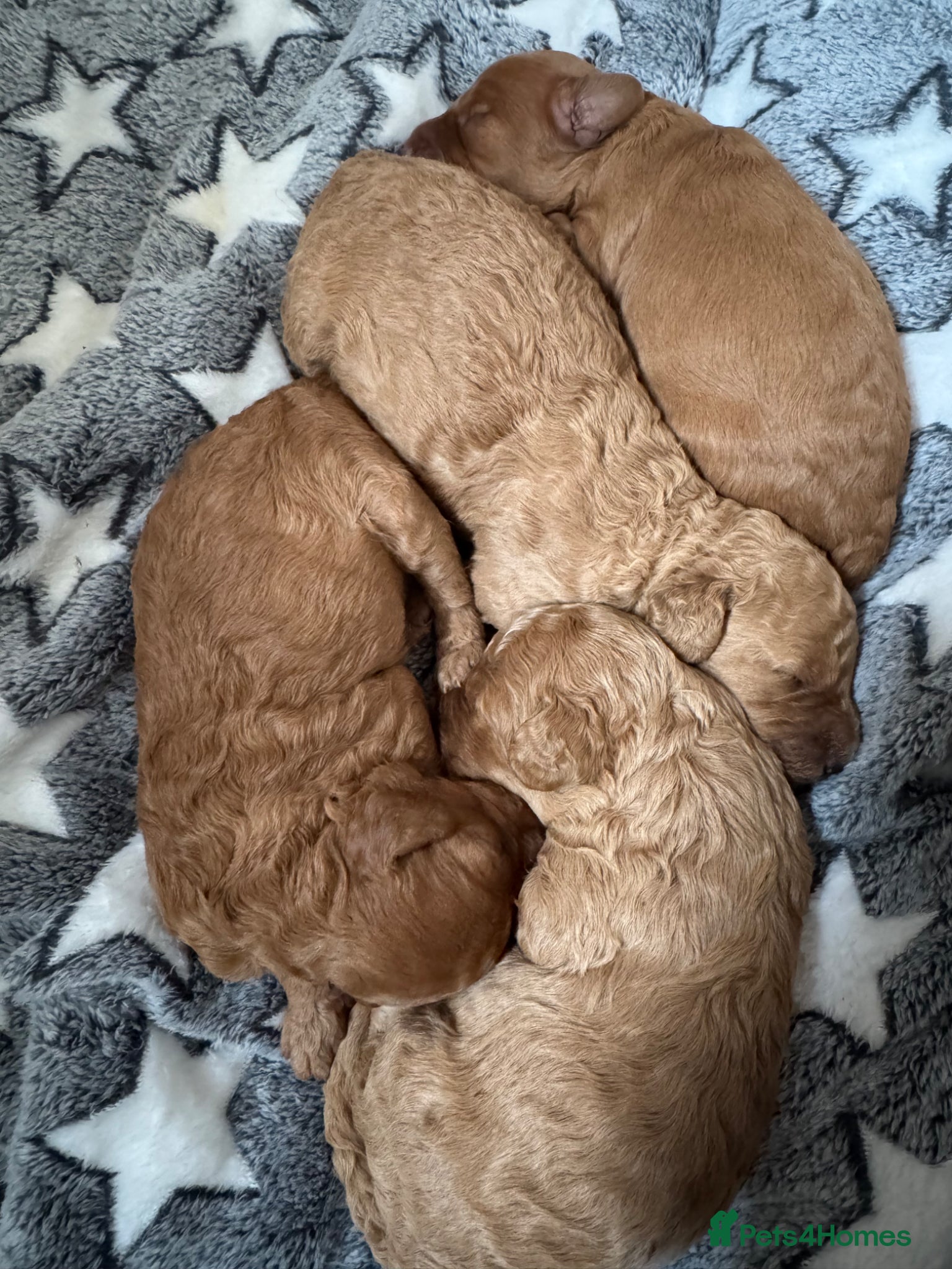 Cockapoo dogs F2 Apricot Cockapoos - Advert 2