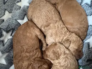 Cockapoo dogs F2 Apricot Cockapoos - Advert 1