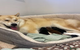 Mixed Breed dogs for sale: chowski / chow chow  - Advert 2