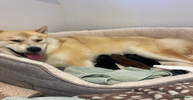 Mixed Breed dogs chowski / chow chow  - Advert 6