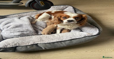 Cavapoo dogs - Advert 7