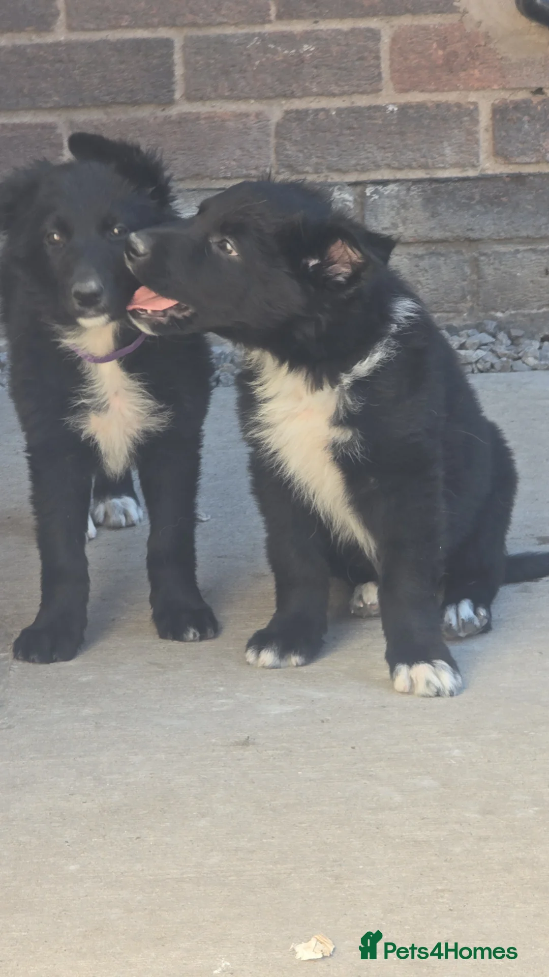 Mixed Breed dogs for sale: 💥3 BOYS LEFT💥💕8 black beautiful shollie pups💕 - Advert 2