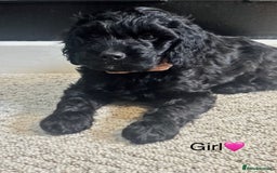 Cockapoo dogs for sale: F1 Cockapoo Puppies (1 boy and 2 girls left)  - Image 6