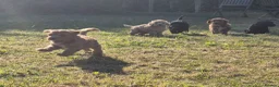 Cockapoo dogs for sale: Gorgeous cockapoos - Advert 16
