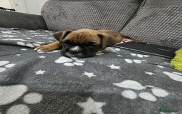 Boxer dogs for sale: Kc Boxer Puppies - Image 22