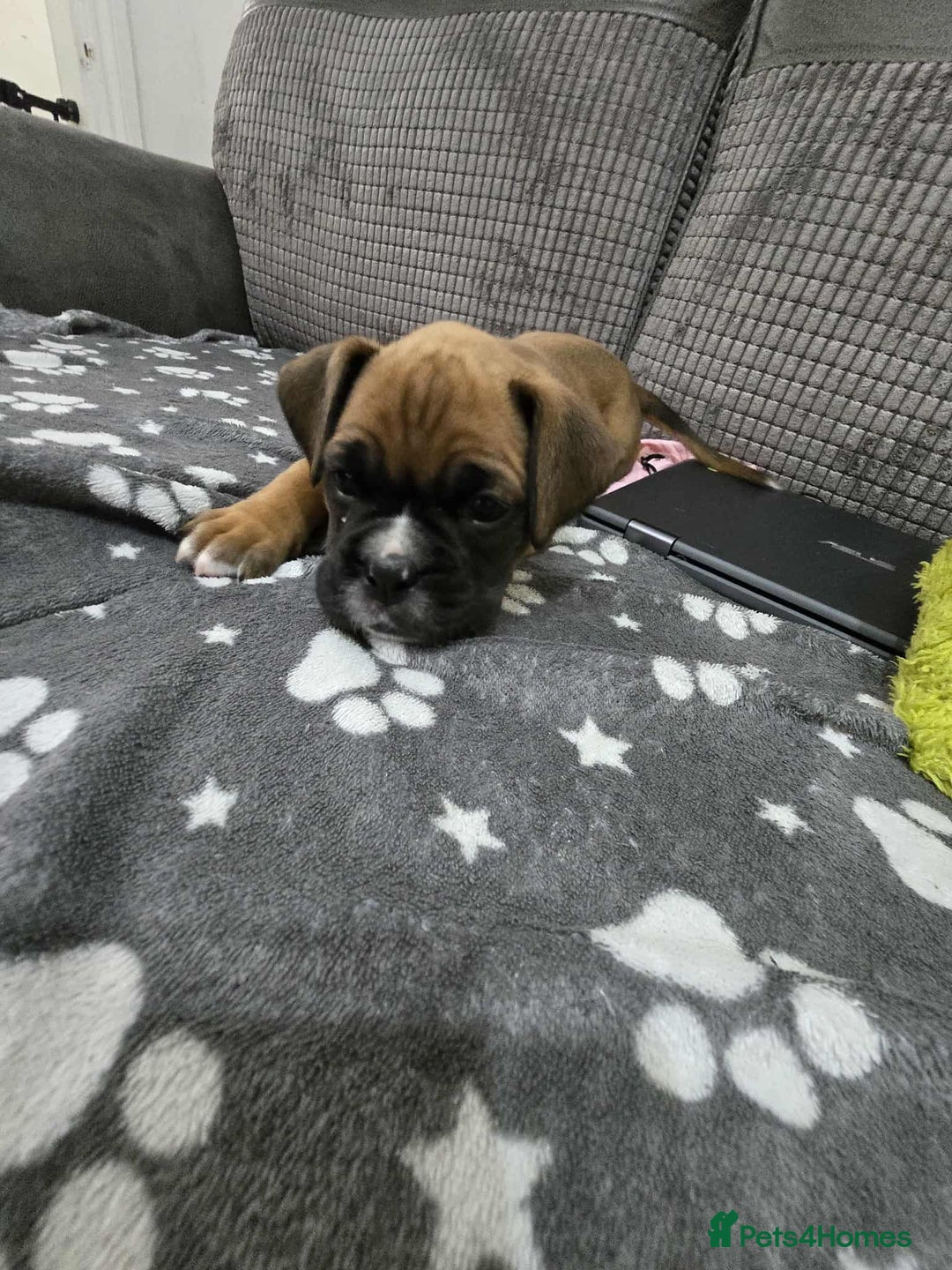 Boxer dogs for sale: Kc Boxer Puppies - Image 22