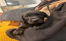 Labrador Retriever dogs for sale: Stunning Labrador puppies - Image 10