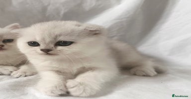 Scottish Fold cats - Advert 7