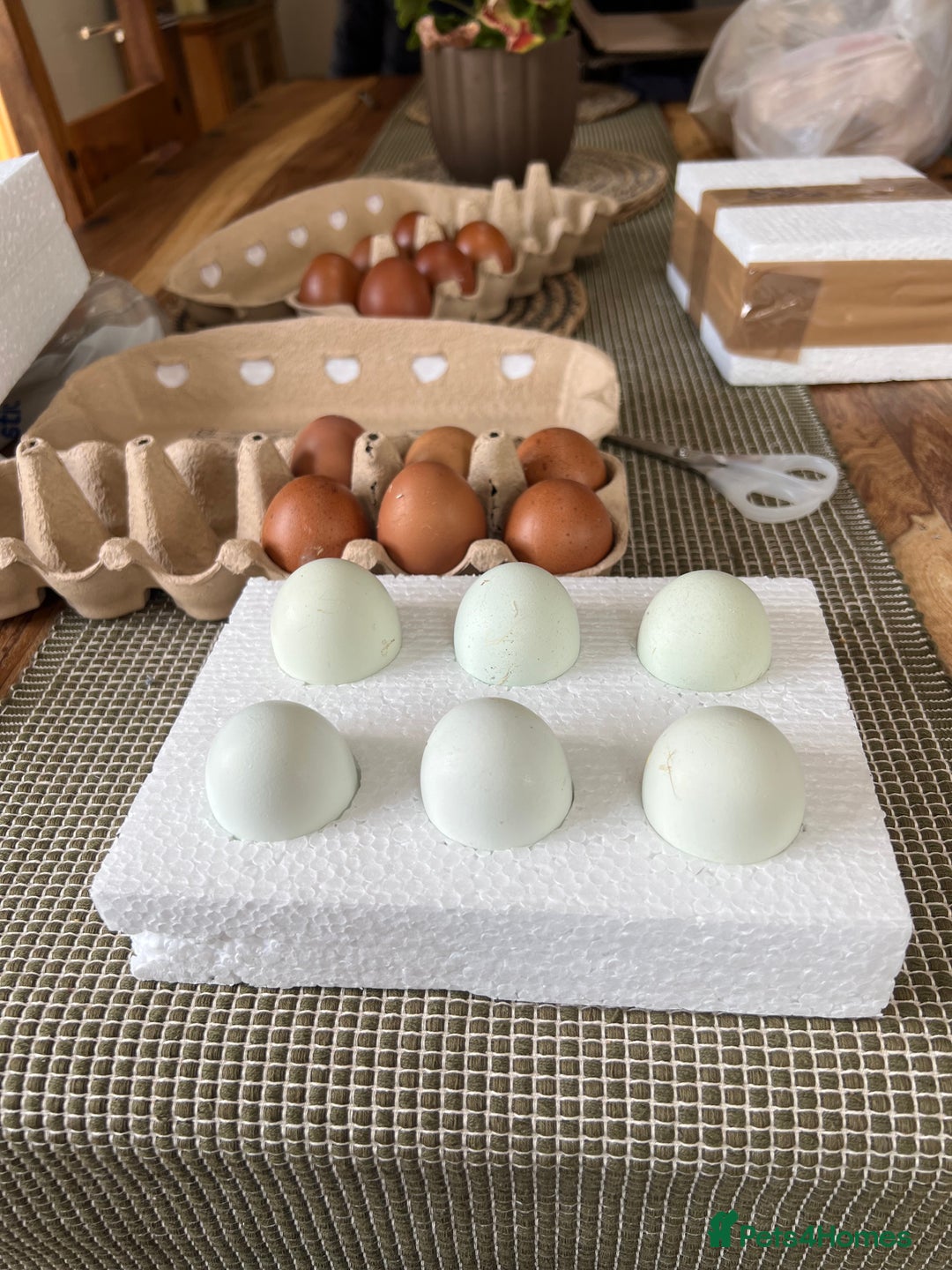 Chickens poultry for sale: Hatching eggs  - Image 2