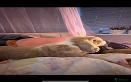 Mini Lop rabbits for sale: Beautiful Mini Lop Available - Image 3