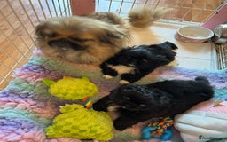 Pekingese dogs for sale: Stunning Quality Pekingese puppies Ready Now  - Image 13