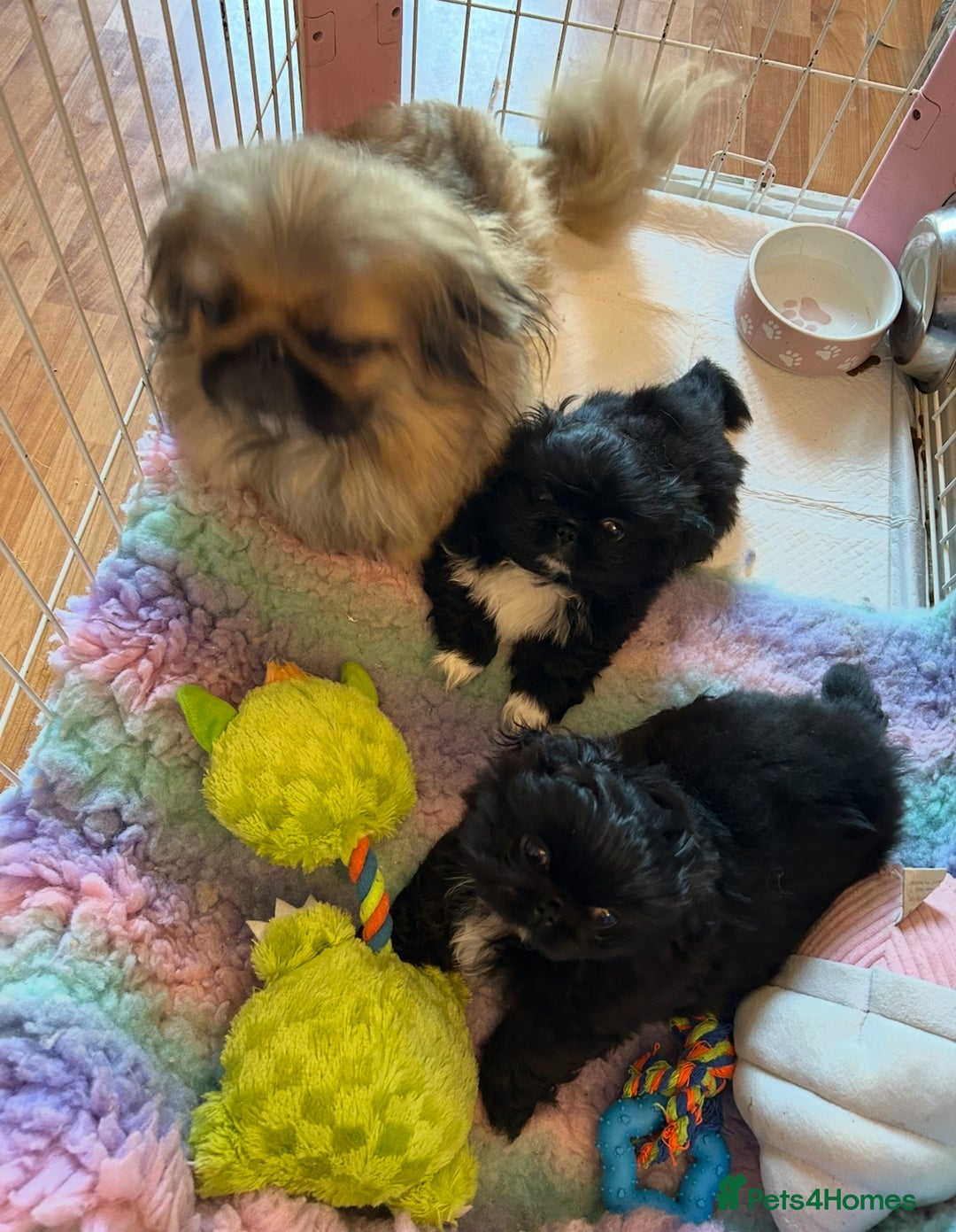 Pekingese dogs for sale: Stunning Quality Pekingese puppies Ready Now  - Image 13