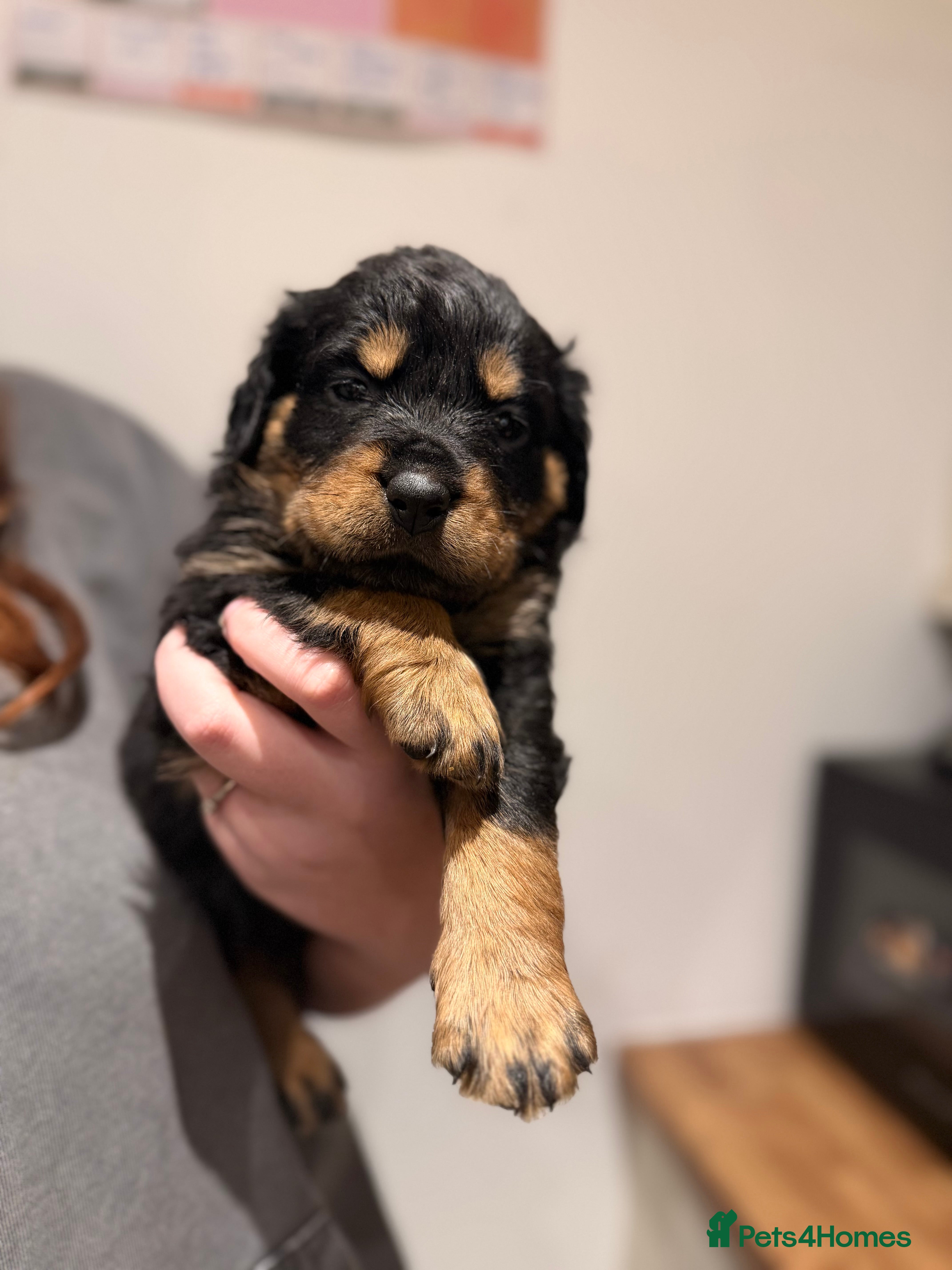 Rottweiler dogs Chunky Rottweiler Puppies - Advert 9