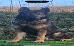 German Shepherd dogs for sale: Health Tested Puppy  - Image 7