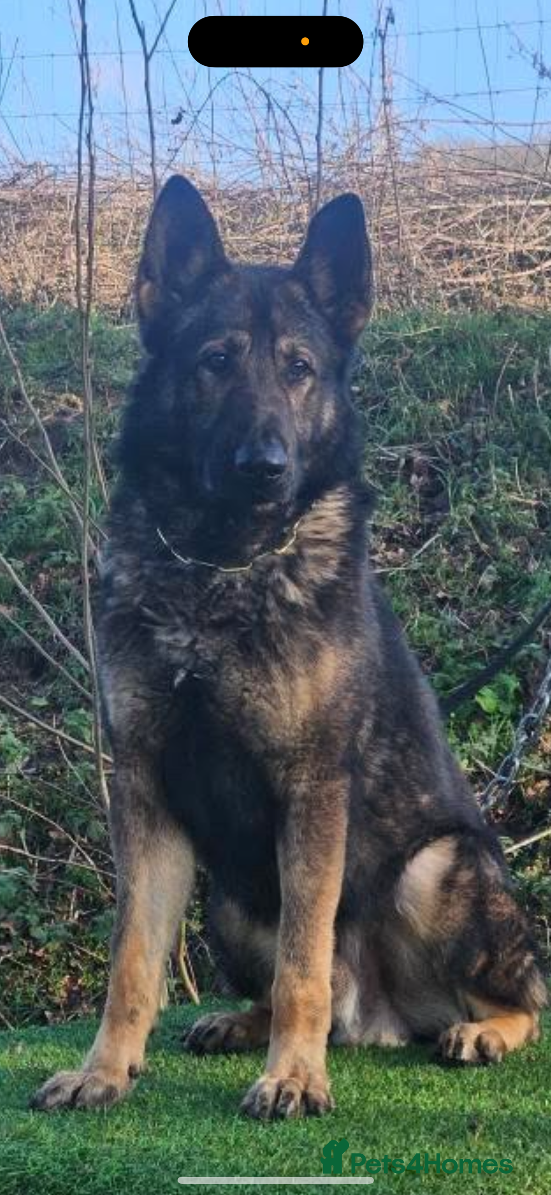 German Shepherd dogs for sale: Health Tested Puppy  - Image 7