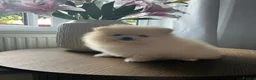 Pomeranian dogs for sale: Small Beautiful Pomeranian Boy  - Advert 18