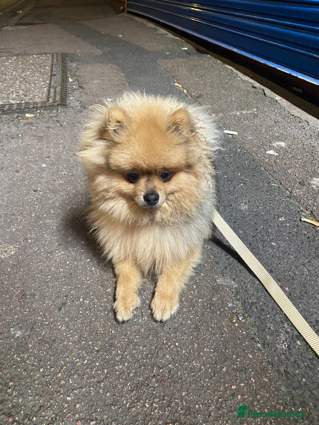 Pomeranian dogs for sale: 6 month old Pomeranian boy - Advert 2