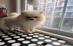 Pomeranian dogs for sale: 🐾🐶💙 Pomeranian puppy 💙🐶🐾 - Image 5